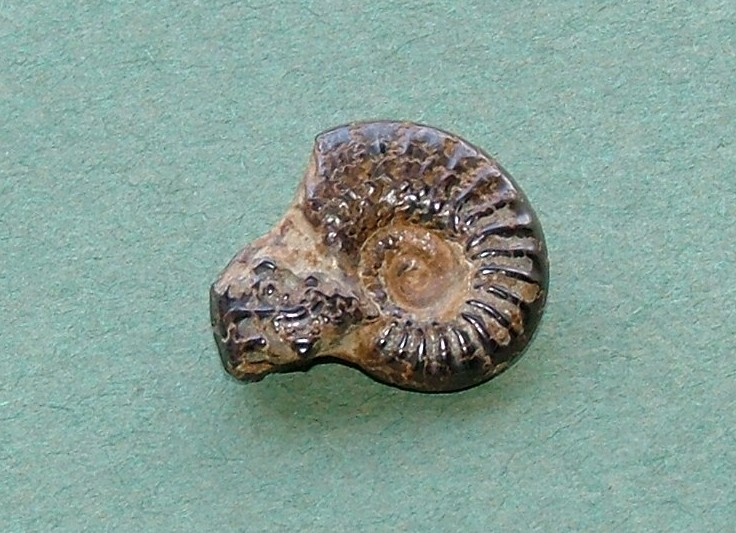 Ammonite  sp.